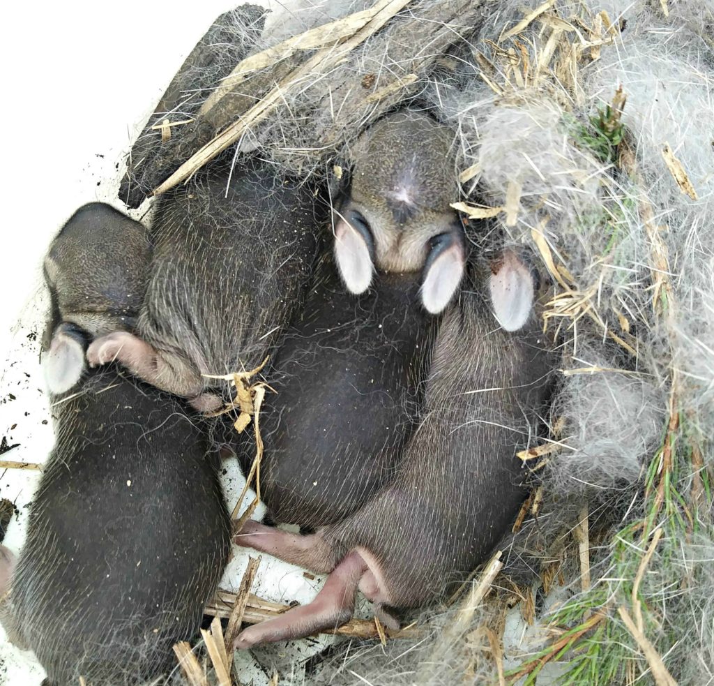 found a bunny nest in dirt