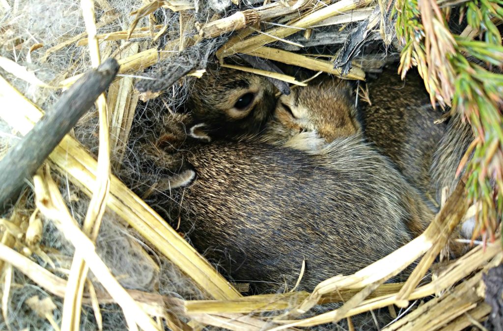 bunny nest