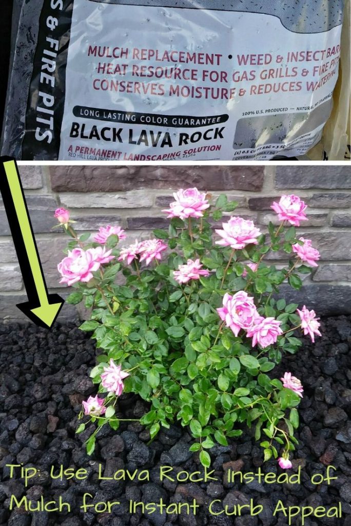 raised flower bed in front of house with black lava rock and pink roses
