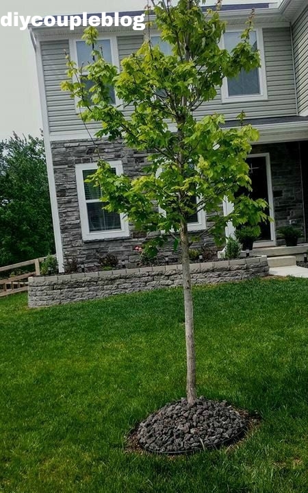 landscaping with black lava rock around small tree