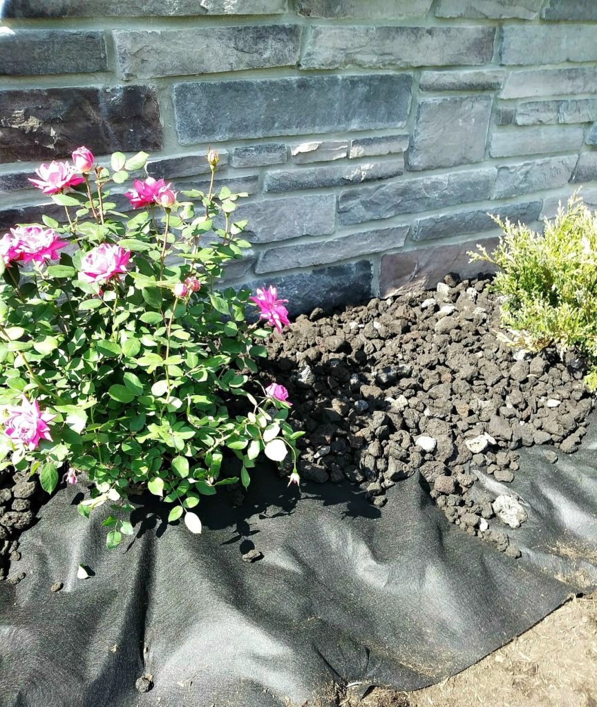 adding black lava rock on top of the landscaping fabric and around flowers