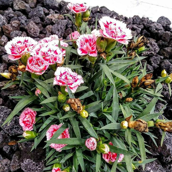 dianthus pink perennial flowers
