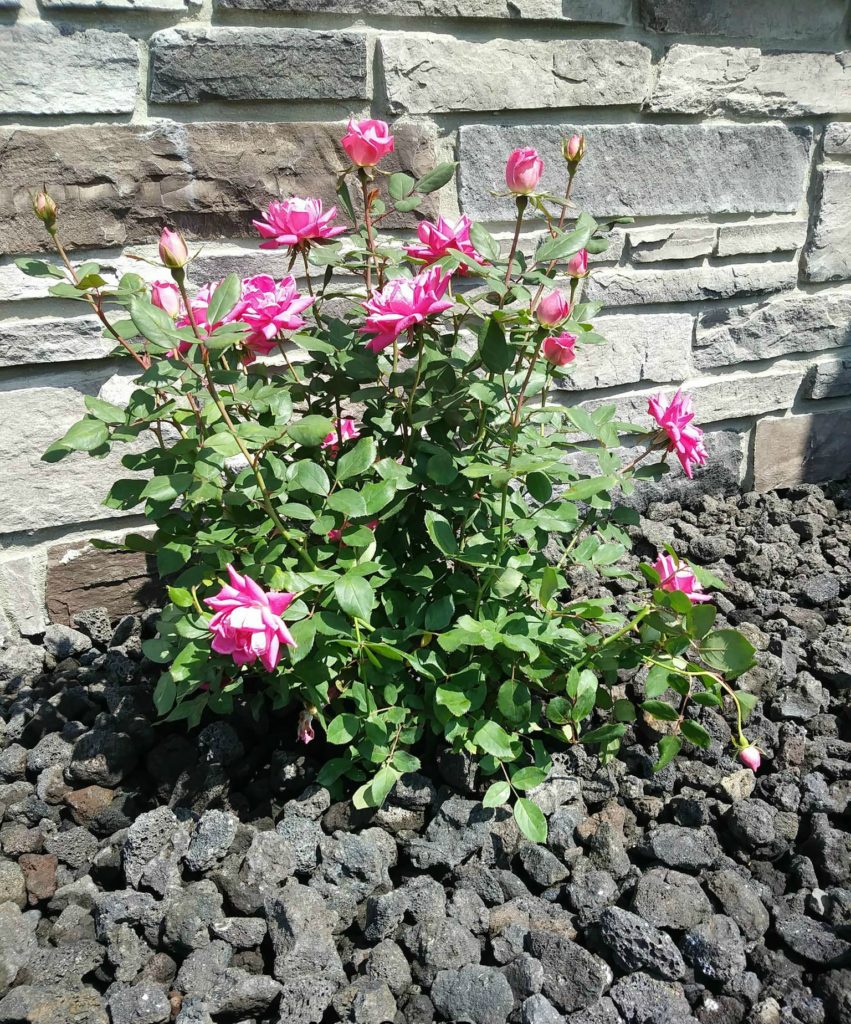 pink knock out roses in rocks 