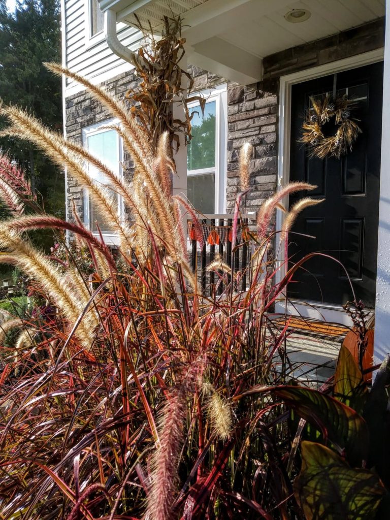 firework fountain grass fall plant