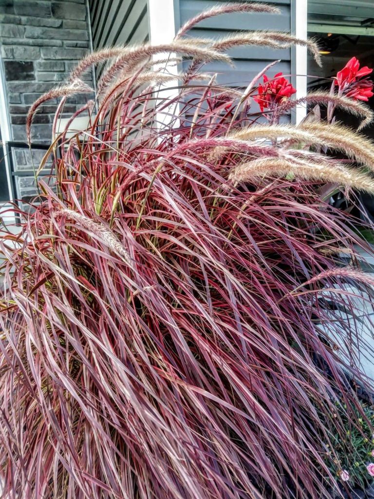 firework fountain grass with purples and reds perennial