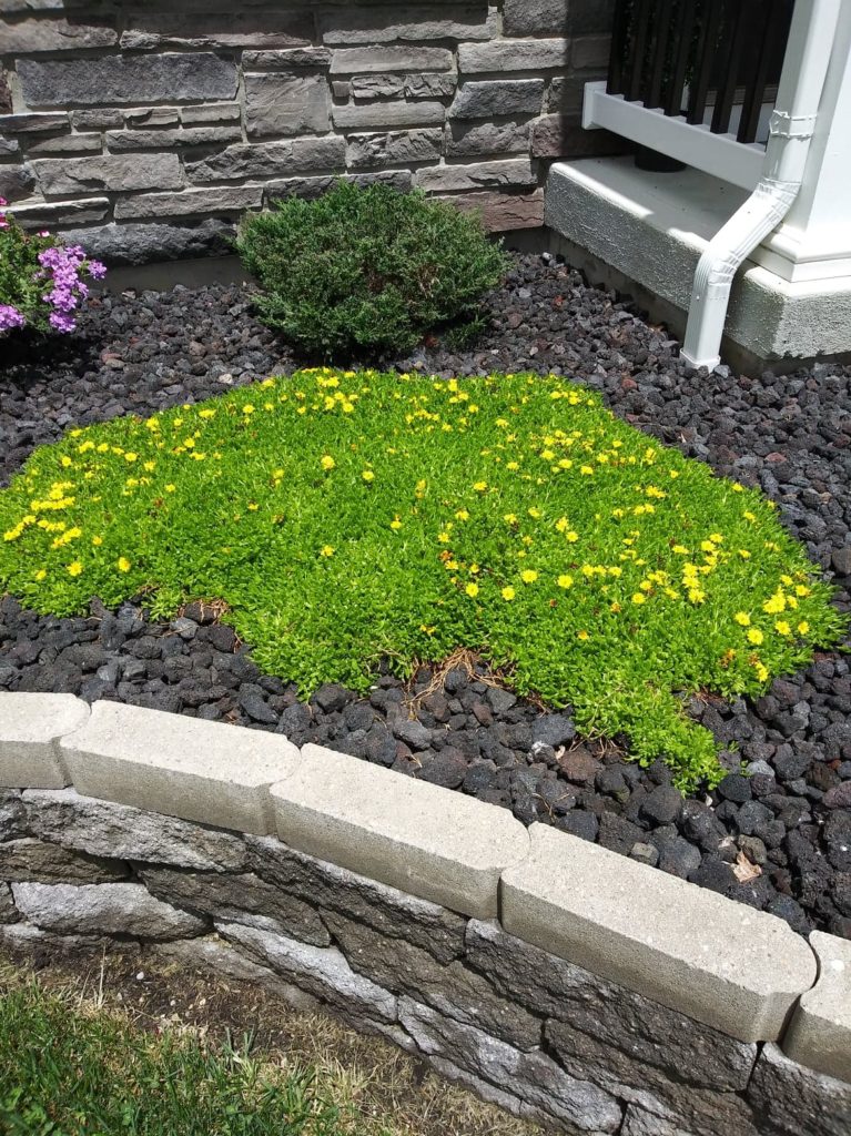 ice plant garden flowers