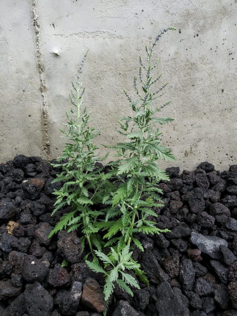 russian sage just planted