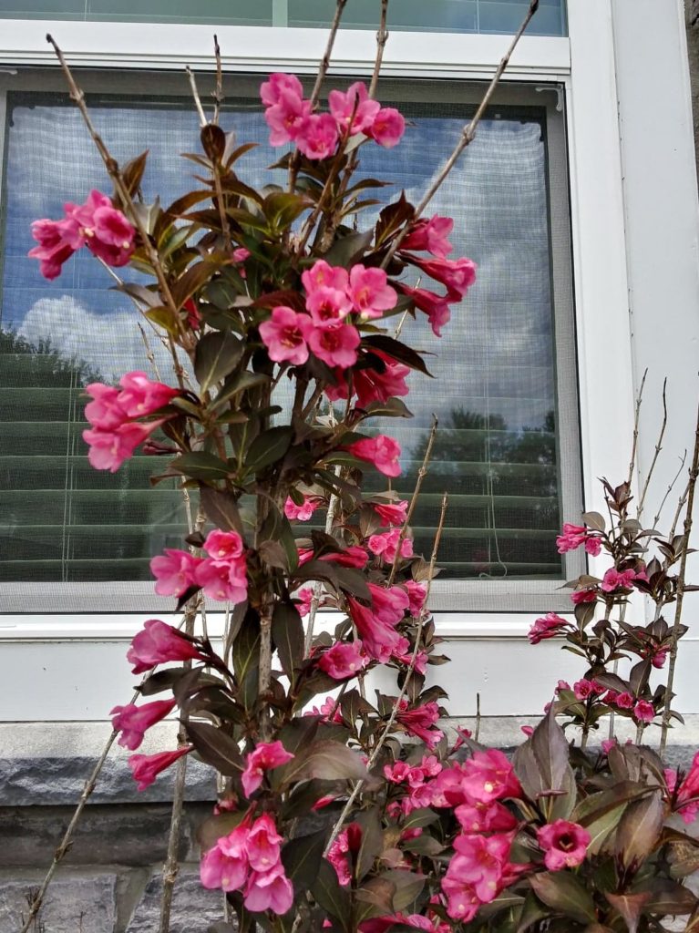 wine and roses flower bed pink