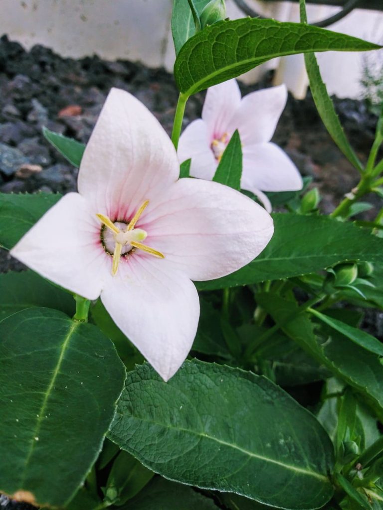 balloon flower has finally bloomed!