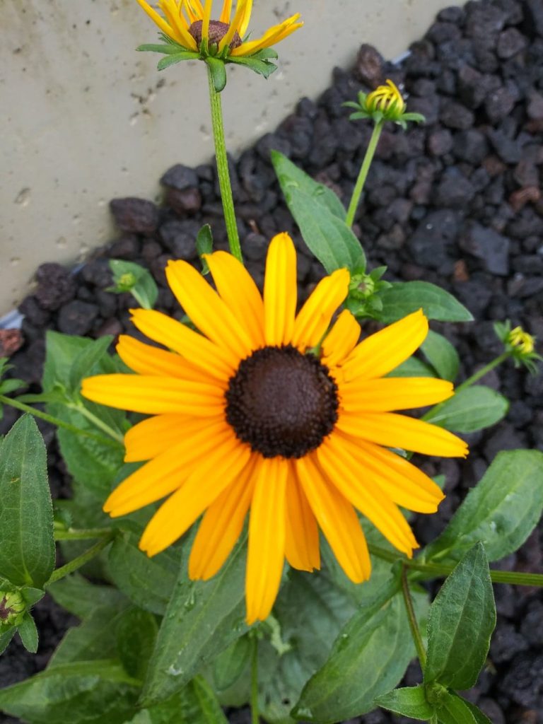 black eyed susan bloomed