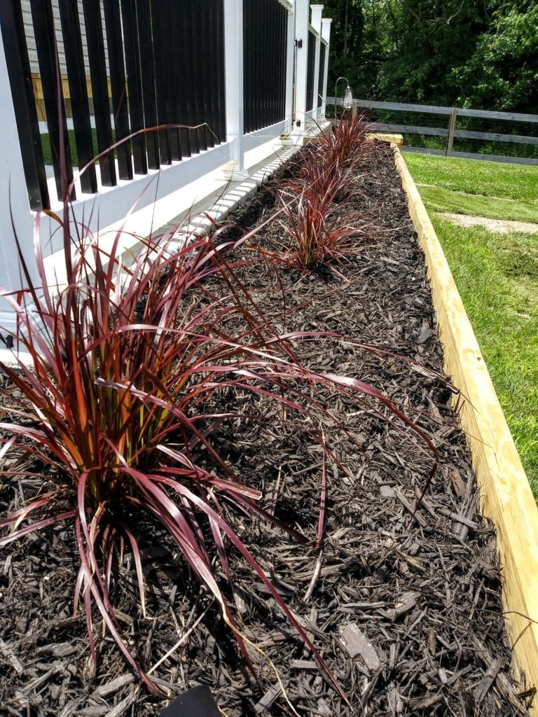 firework grass planted