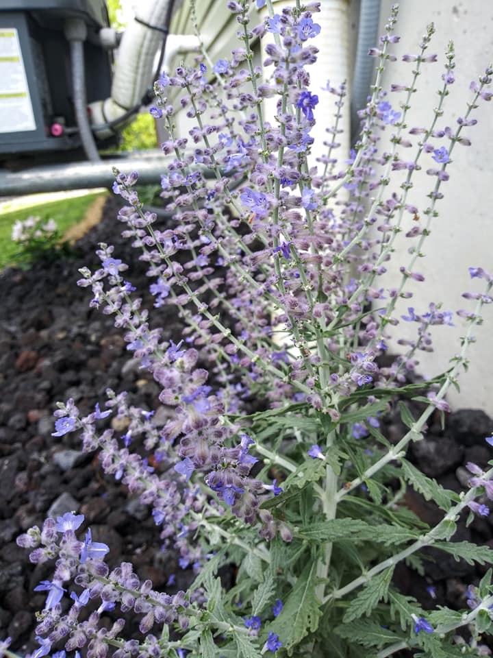 russian sage pretty lavender color blooms