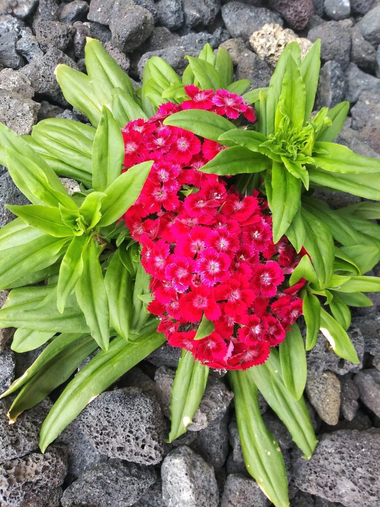 Barbarini Red Dianthus we planted 