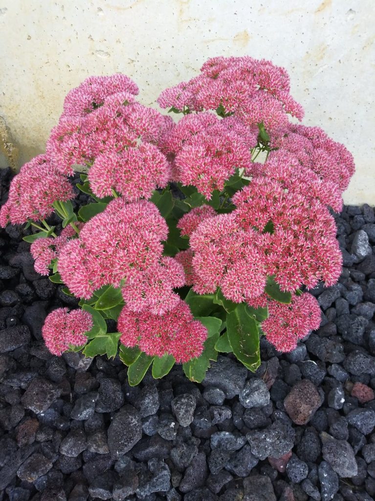 autumn joy sedum flower in bloom