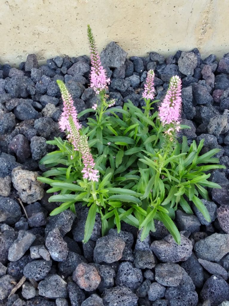 giles van hees speedwell plant