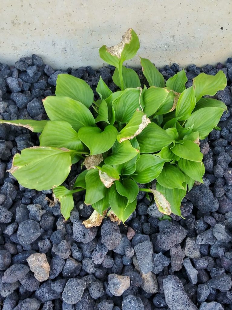 planting hostas