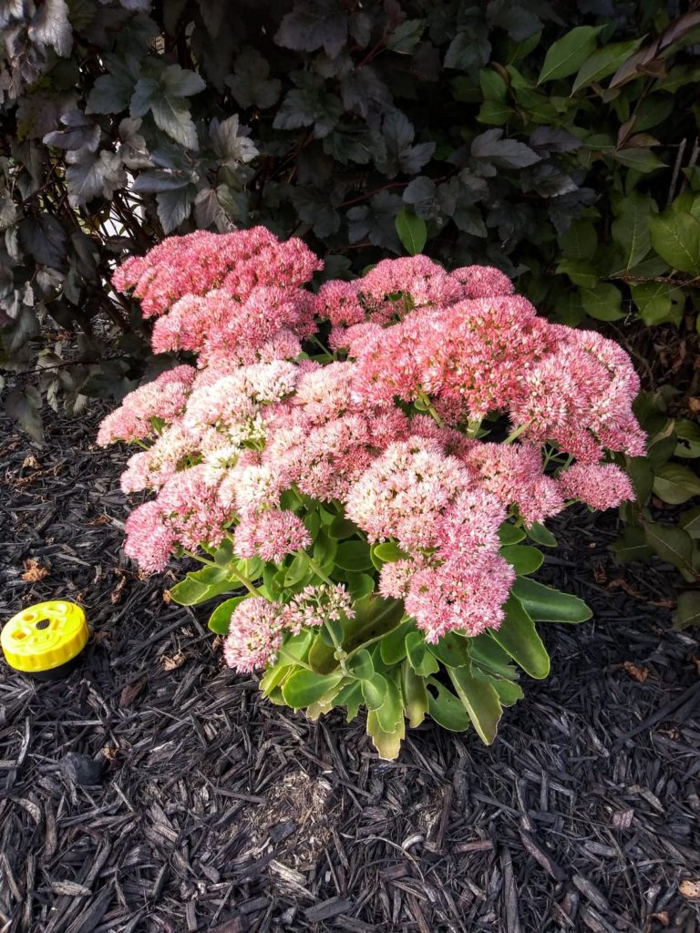 Autumn Joy Sedum pink fall flowers