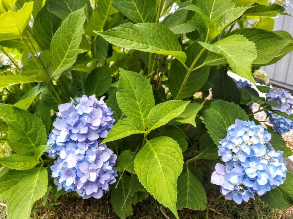 Hydrangea blue and purple flowers