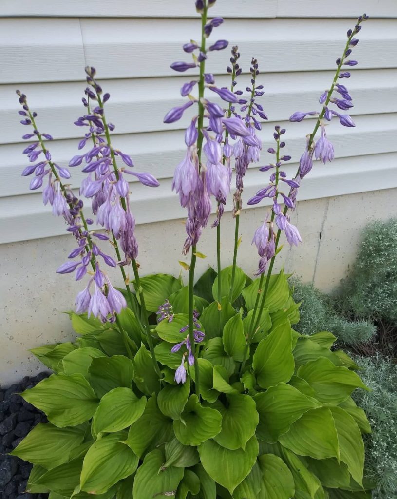 flowering hosta