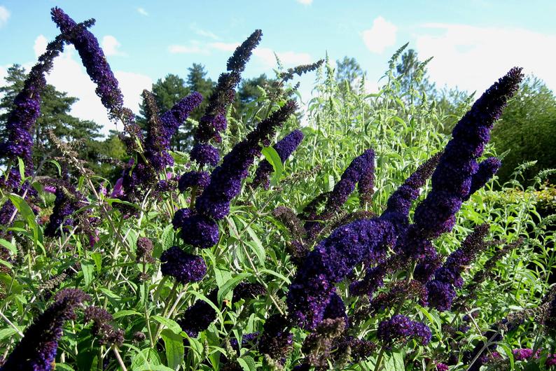 butterfly bush perennial