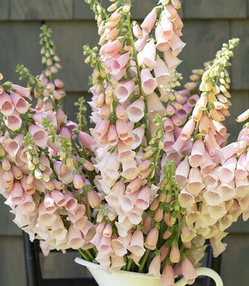 foxglove perennial flower