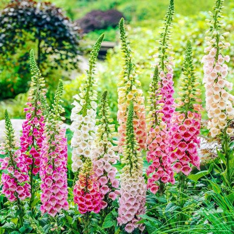 foxglove tall flowering perennial