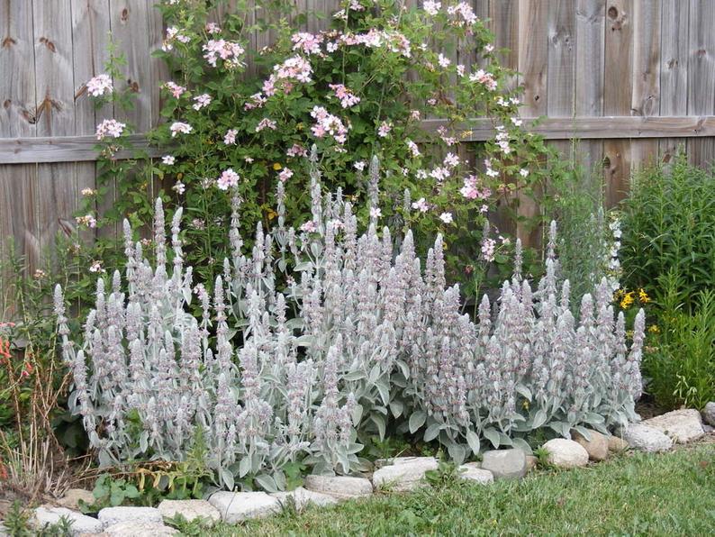 lambs ear perennial flower