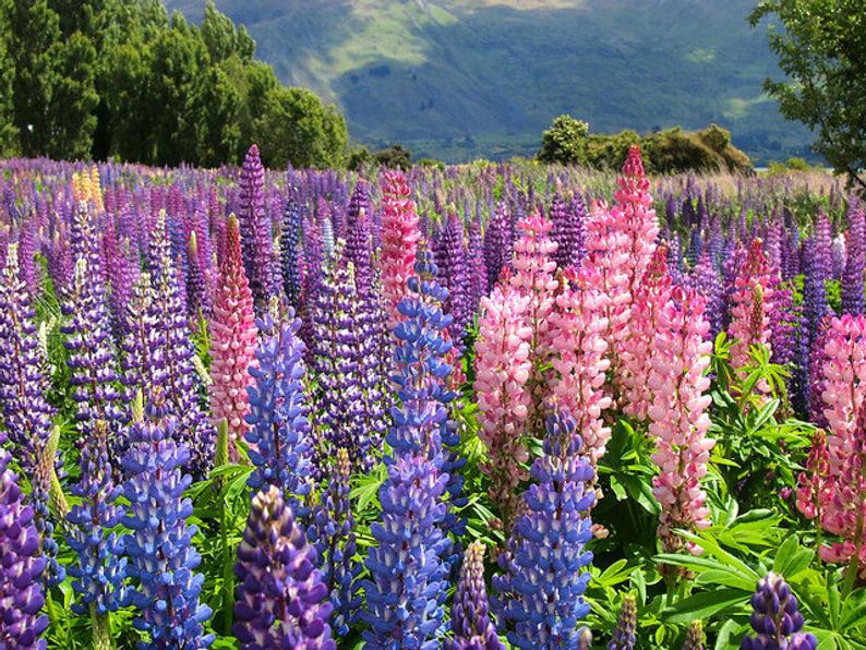 lupines perennial