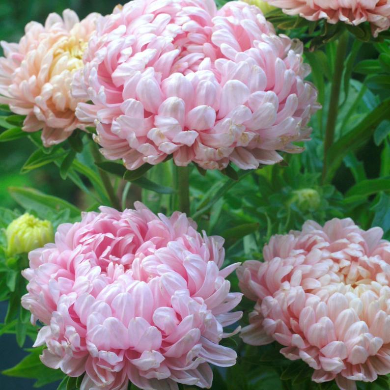 peony perennial flower