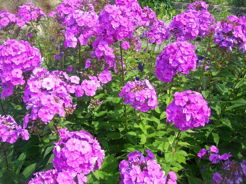 tall phlox perennial