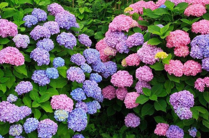 hydrangea