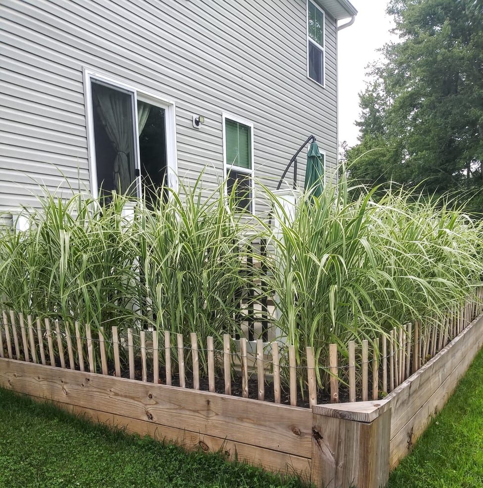 Japanese Silver Grass cosmopolitan