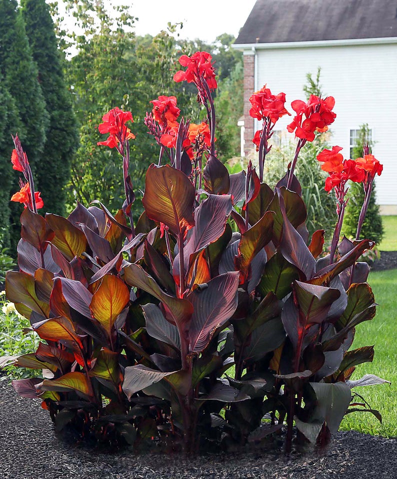 phasion canna lily
