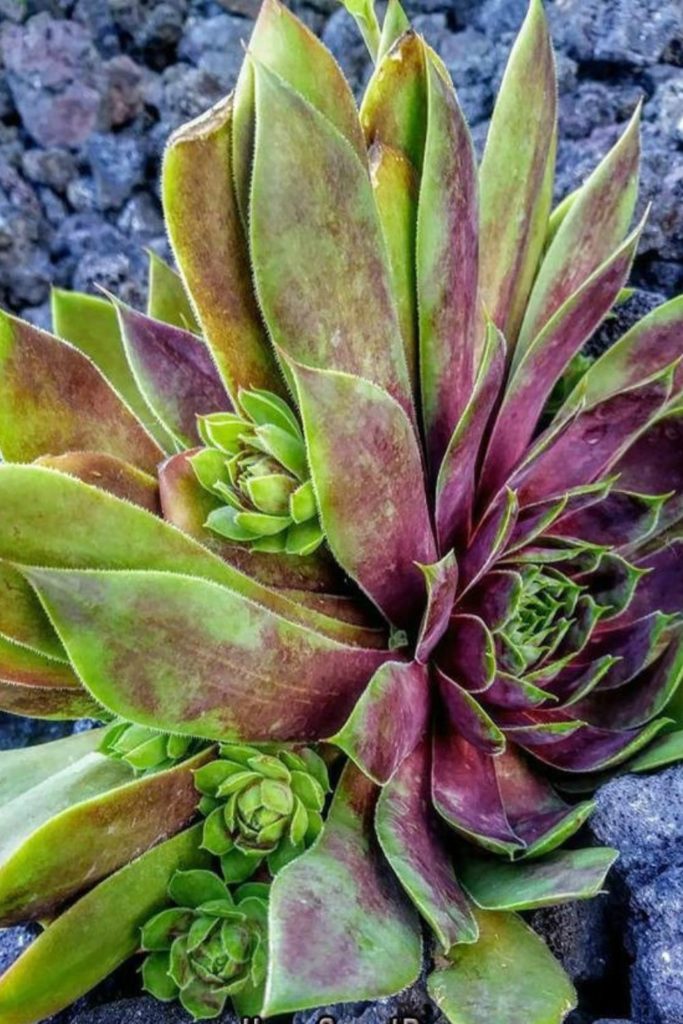 hardy perennials in my garden such as this hens and chicks