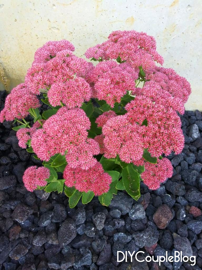 black lava rock with beautiful bright pink flowers for a pop of color and contrast