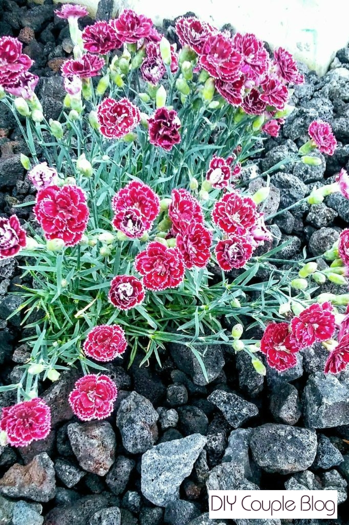 vibrant Rock Garden flower bed with pretty hot pink flowers and black porous lava rock 