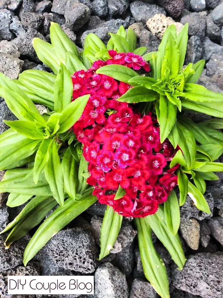 pops of bright pink and green foliage with black durable lava rock