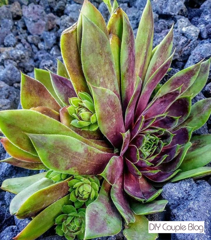 modern desert landscaping with succulent and black lava rock