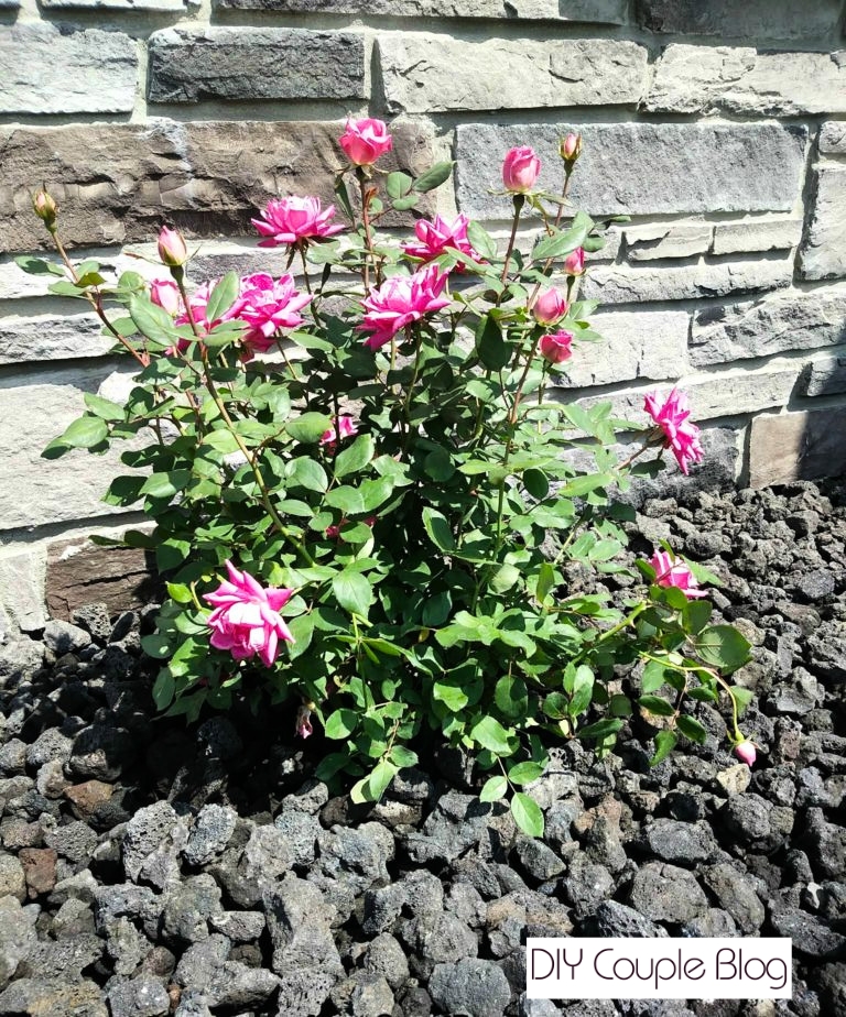 Close-up textured black volcanic rock mulch in flower bed with pink knock out rose